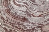 Polished, Neoproterozoic Stromatolite (Conophyton) - Morocco #276102-1